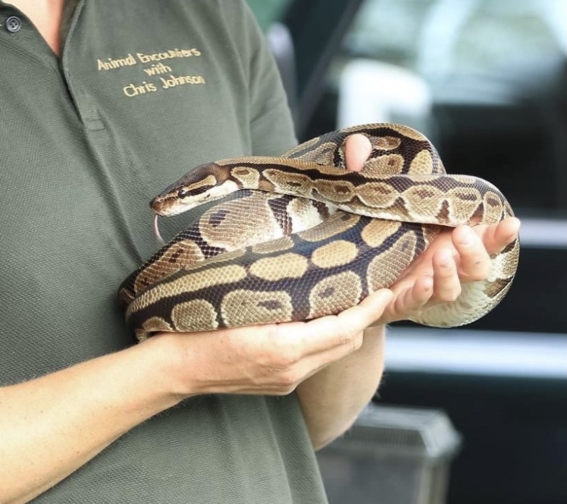 Snake, Animal Encounters with Chris Johnson